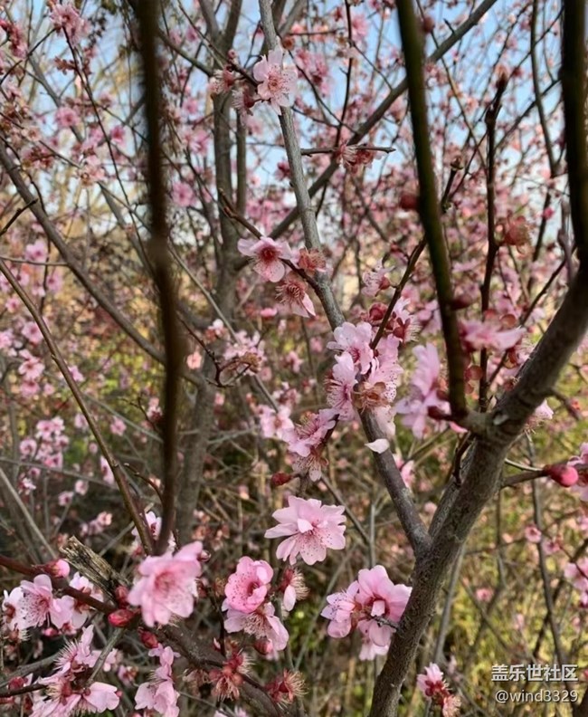 【徒步所見】周末爬山賞花