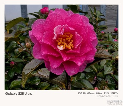 【簡拍】+雨中花朵