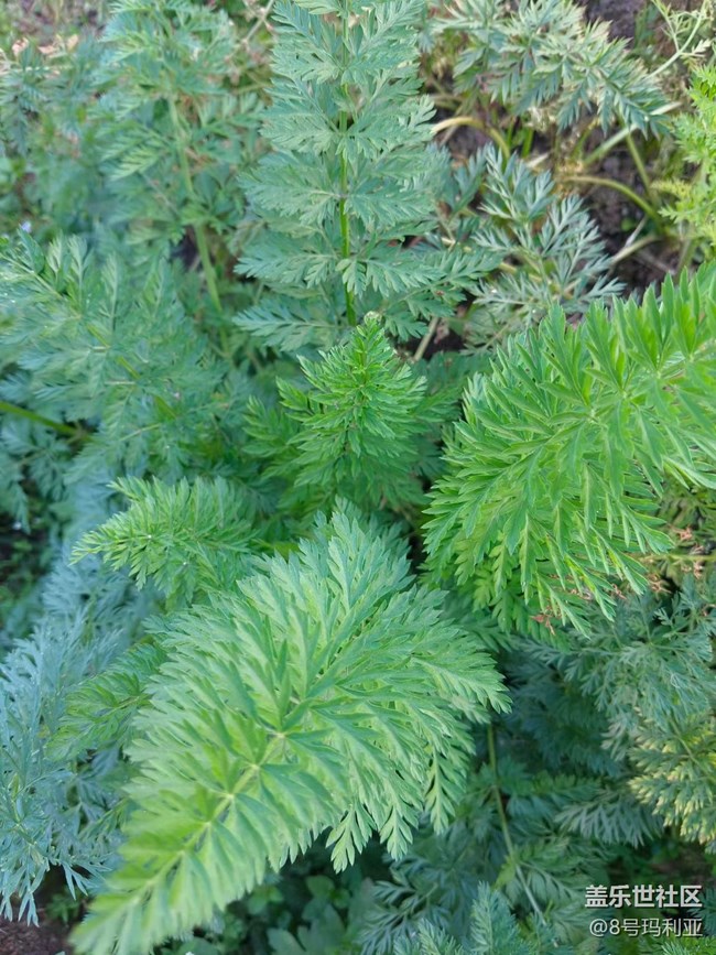 【徒步所見】田野