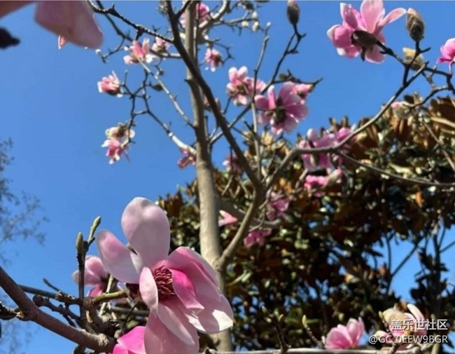 【徒步所見】看花