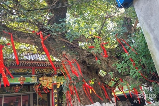 【徒步所見】百年榕樹