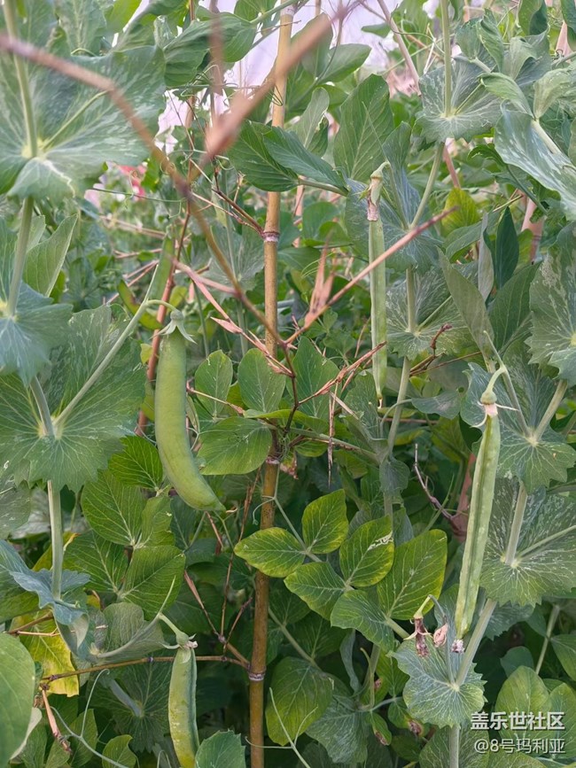 【徒步所見】田野