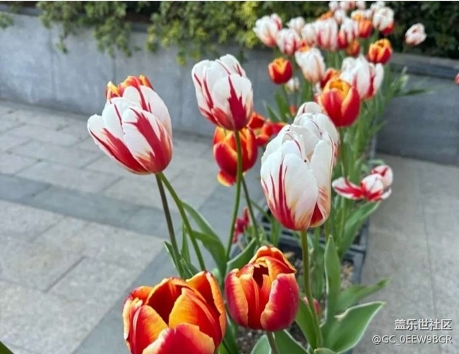 【徒步所見】看花