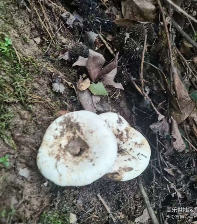 【徒步所見】登山的樂趣