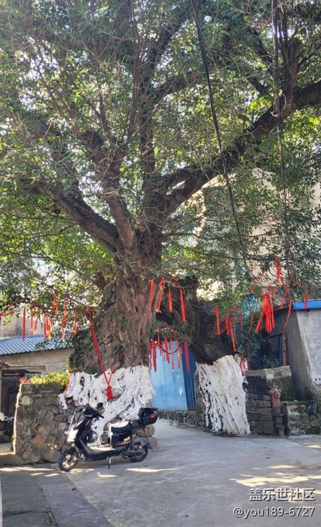 【徒步所見】百年榕樹