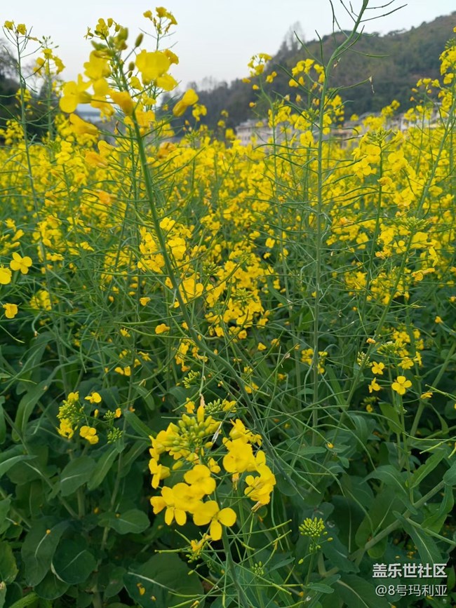 【徒步所見】田野