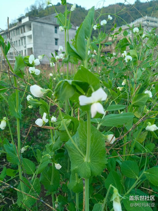 【徒步所見】田野