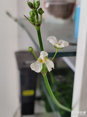 【簡(jiǎn)拍】魚(yú)缸水草開(kāi)花啦