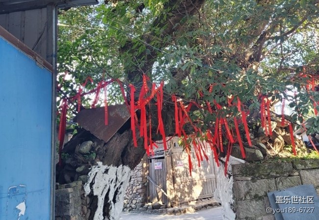 【徒步所見】百年榕樹