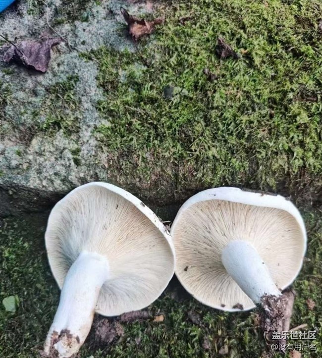 【徒步所見】登山的樂趣