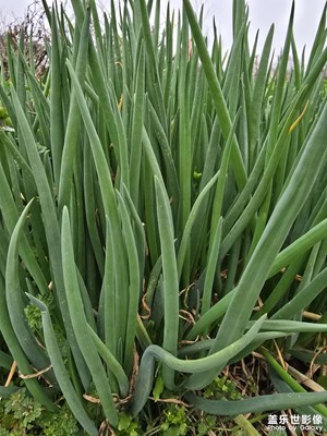 【簡拍】+春天的菜園