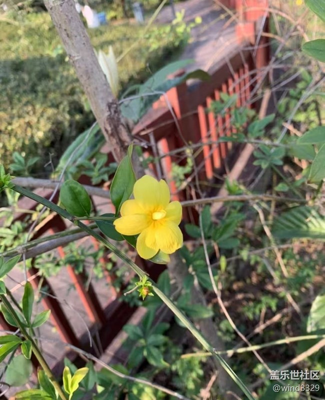 【徒步所見】周末爬山賞花