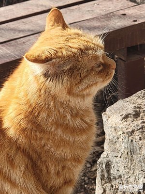 【簡(jiǎn)拍】路遇一只喵