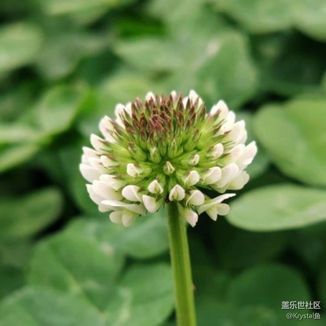 【徒步所見】周末賞花