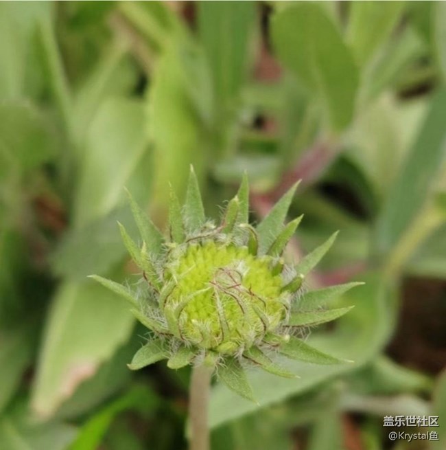 【徒步所見】周末賞花