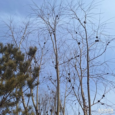 ：【簡拍】+鄂爾多斯春天