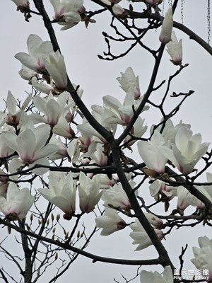 【簡拍】開花了