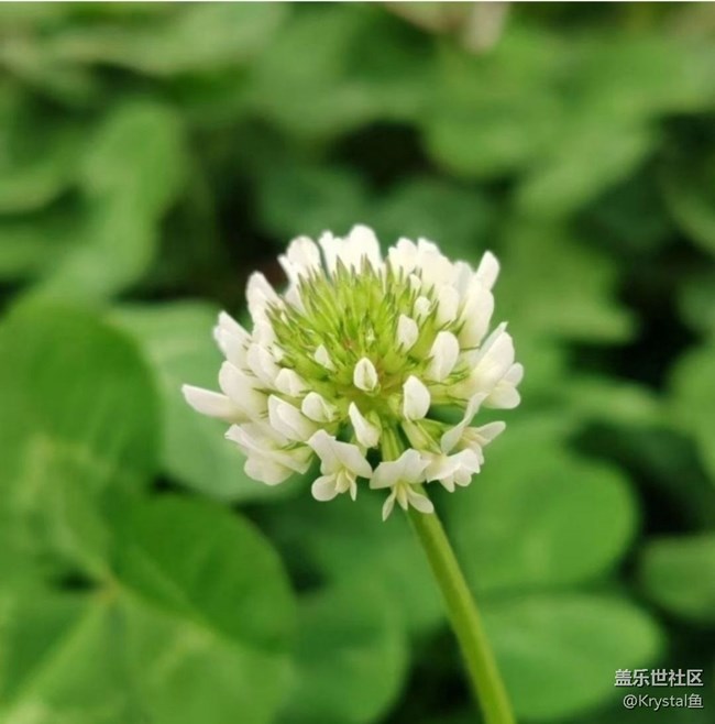 【徒步所見】周末賞花