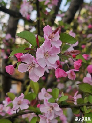 【簡拍】+春天的花