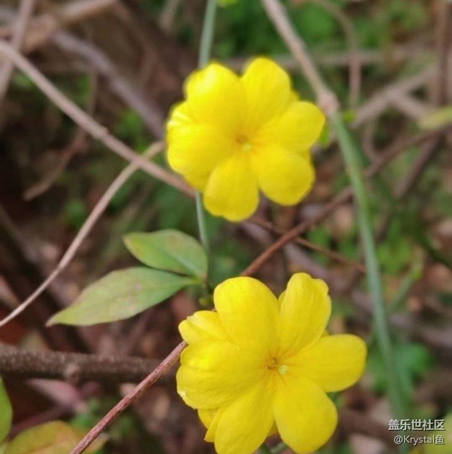 【徒步所見】周末賞花