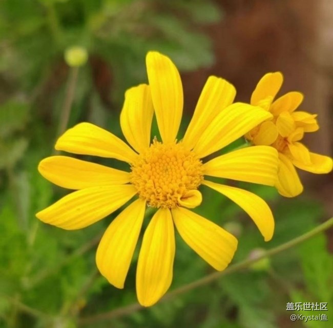 【徒步所見】周末賞花