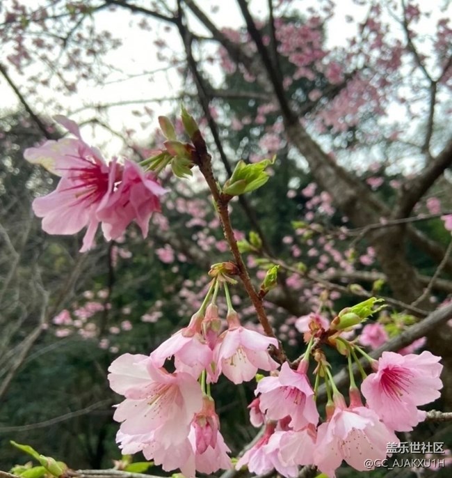 【徒步所見】公園看花