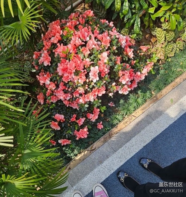 【徒步所見】公園看花