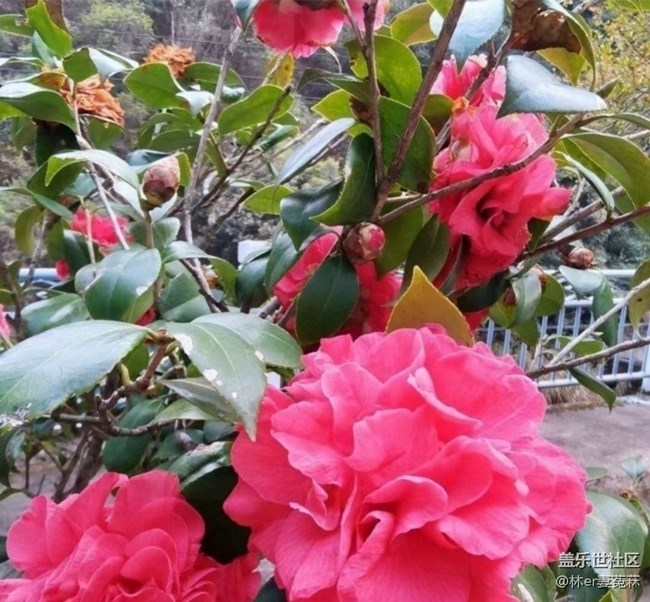 【徒步所見】花開的季節(jié)