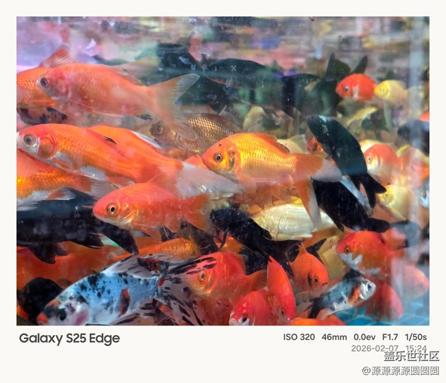 【花鳥AI伴】武漢星部落活動總結(jié)貼