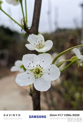 【簡拍】梨花開 A