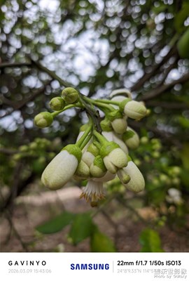 【簡(jiǎn)拍】柚子花蕊