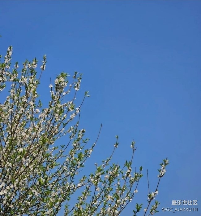 【徒步所見】公園看花