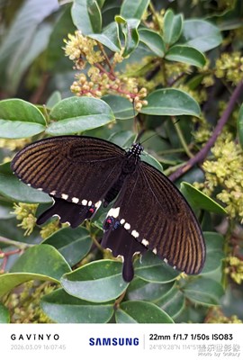 【簡(jiǎn)拍】闖進(jìn)鏡頭里的?? B