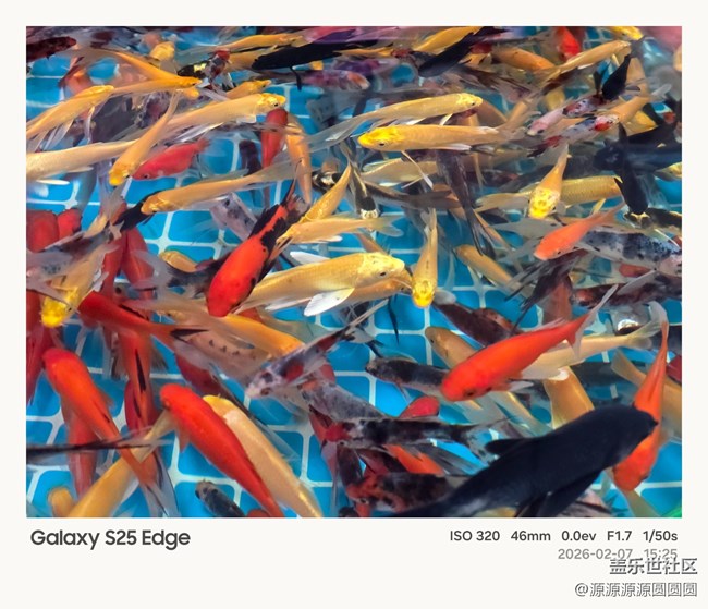 【花鳥AI伴】武漢星部落活動總結(jié)貼