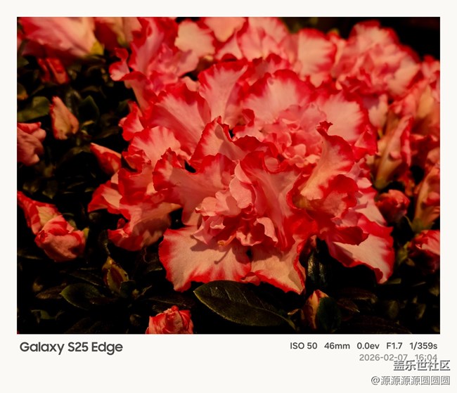 【花鳥AI伴】武漢星部落活動總結(jié)貼