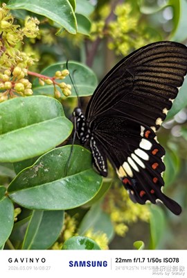 【簡拍】闖進鏡頭里的?? A