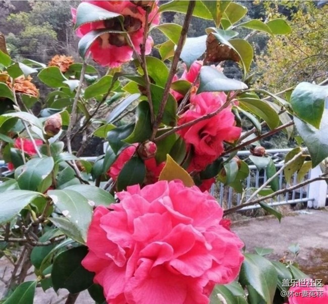 【徒步所見】花開的季節(jié)