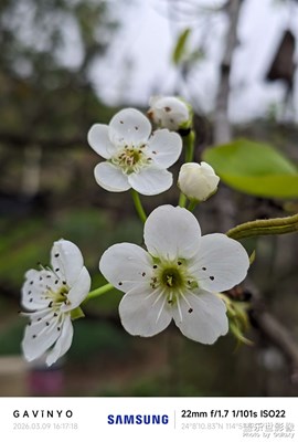 【簡拍】梨花開 C