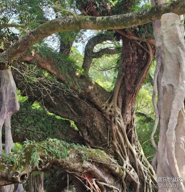 【徒步所見】公園看花
