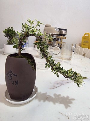 【簡拍】+小葉赤楠和懸崖飄枝六月雪