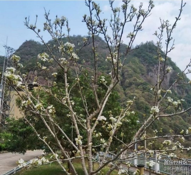 【徒步所見】花開的季節(jié)