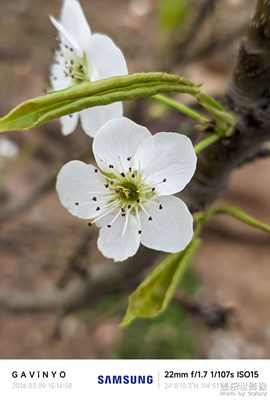 【簡拍】梨花開 B