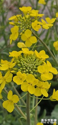 【簡拍】+鄉(xiāng)村隨拍