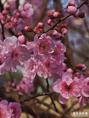 又是一季春來早