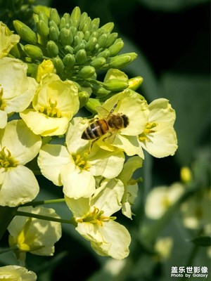 【簡拍】油菜花？小蜜蜂！