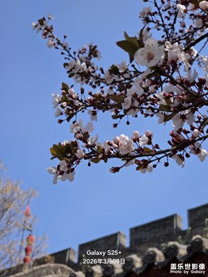 再來一組花開了