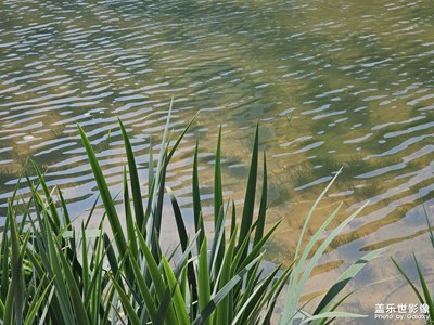 【簡拍】在水邊