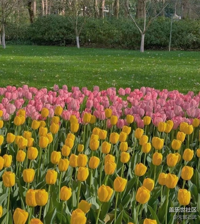 【徒步所見】郁金香