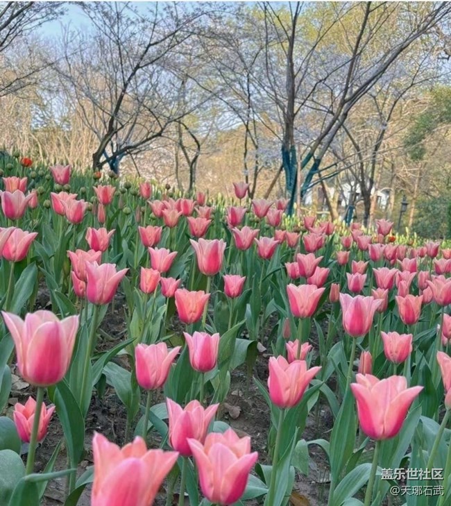 【徒步所見】郁金香