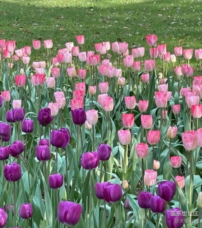 【徒步所見】郁金香